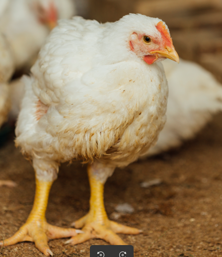 Élevage de Poulets
