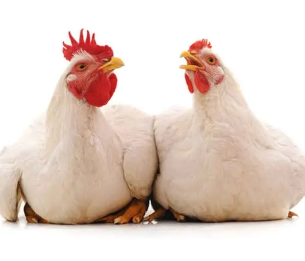 Poulet de chaire